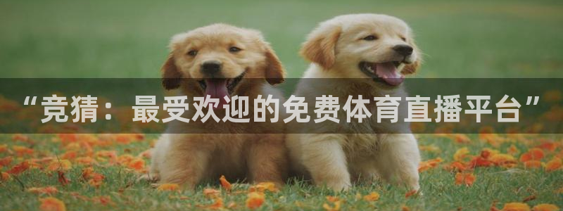 “竞猜：最受欢迎的免费体育直播平台”